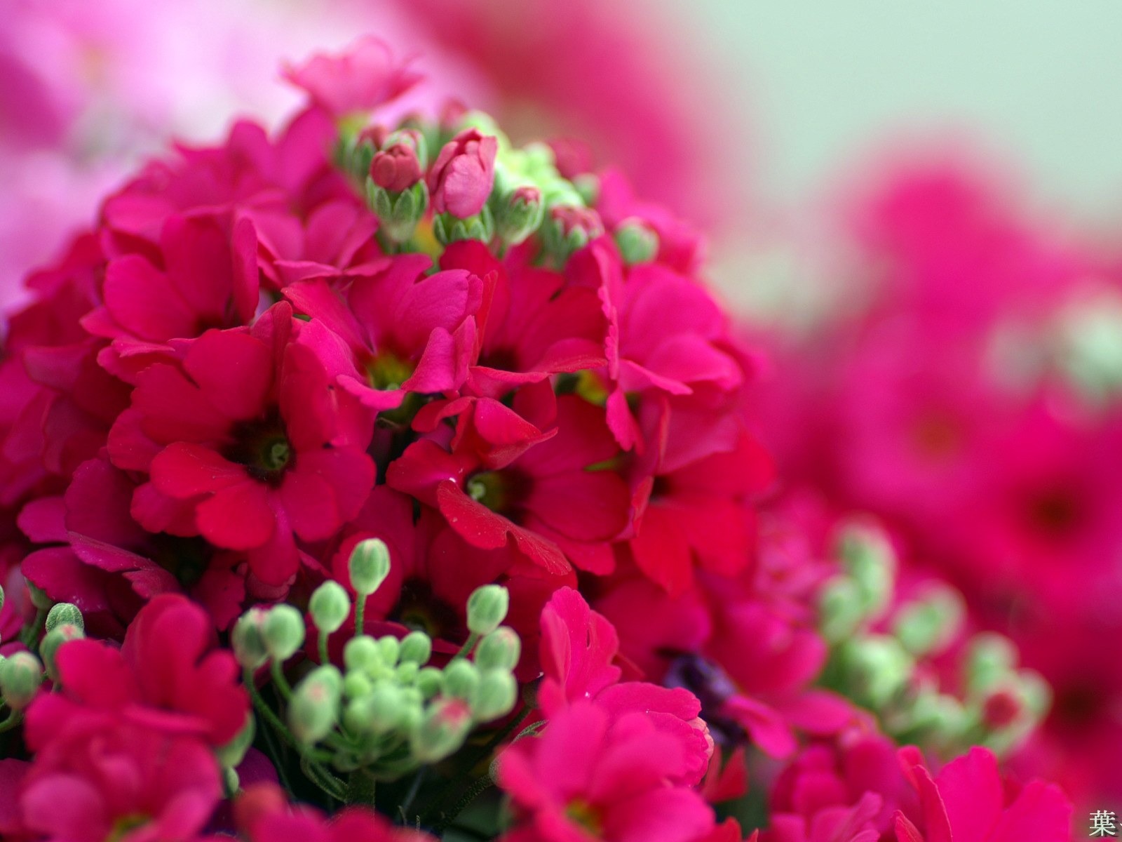 個人花卉攝影高清壁紙 #27 - 1600x1200