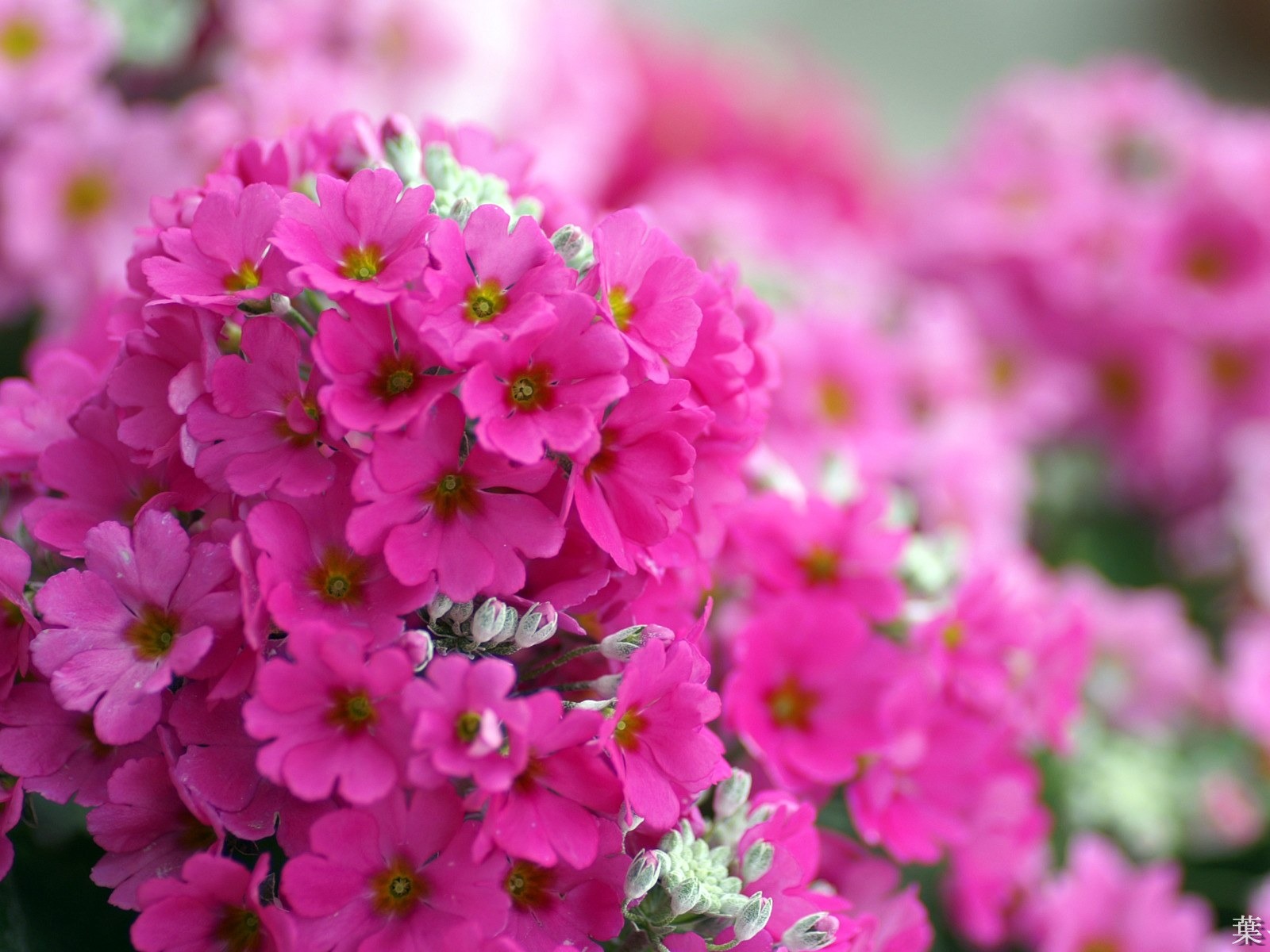 個人花卉攝影高清壁紙 #28 - 1600x1200