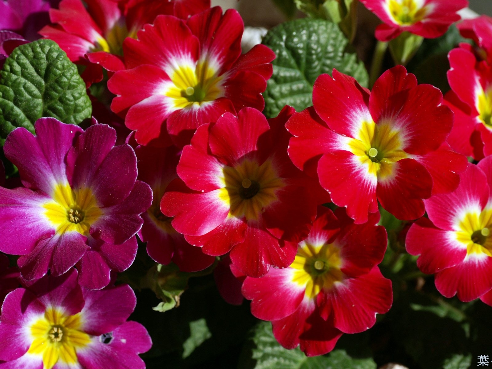 個人花卉攝影高清壁紙 #29 - 1600x1200