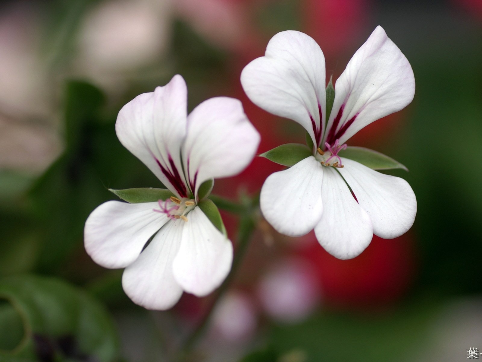 個人花卉攝影高清壁紙 #31 - 1600x1200