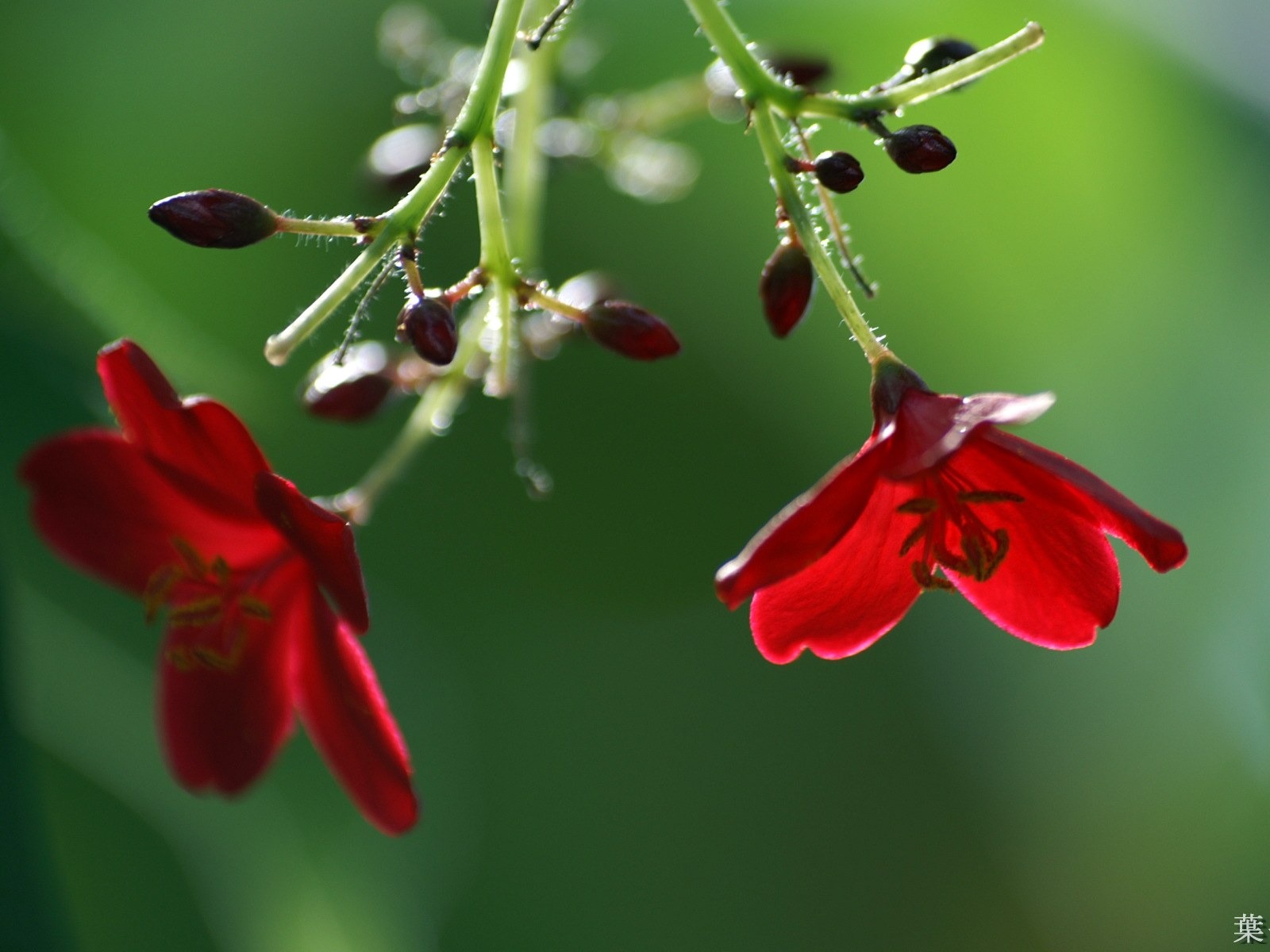 個人花卉攝影高清壁紙 #32 - 1600x1200
