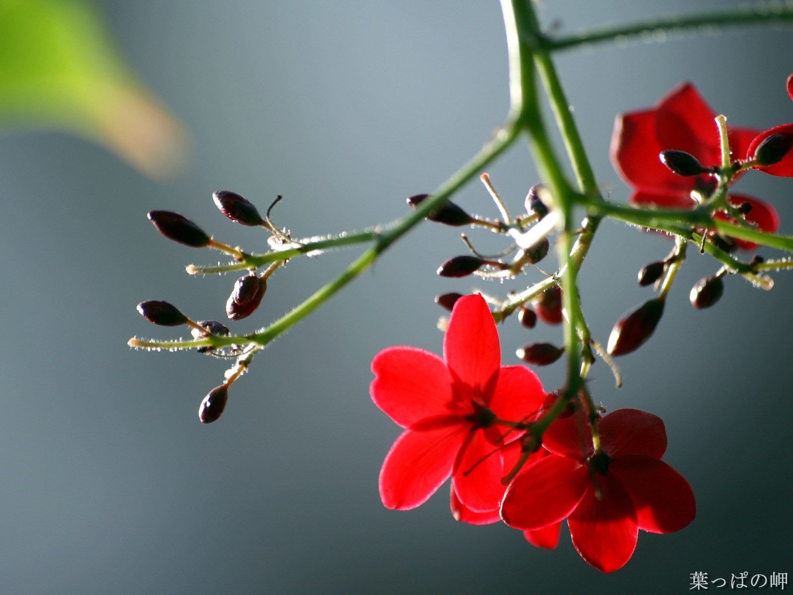 個人花卉攝影高清壁紙 #33 - 1600x1200