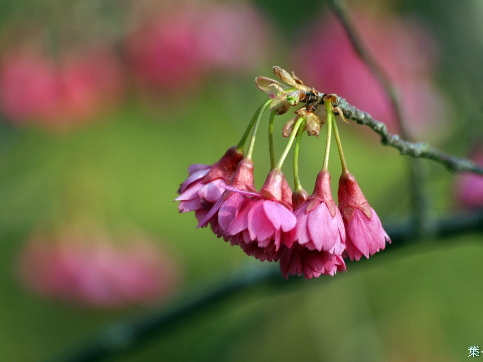 개인 꽃 바탕 화면의 HD #35 - 1600x1200