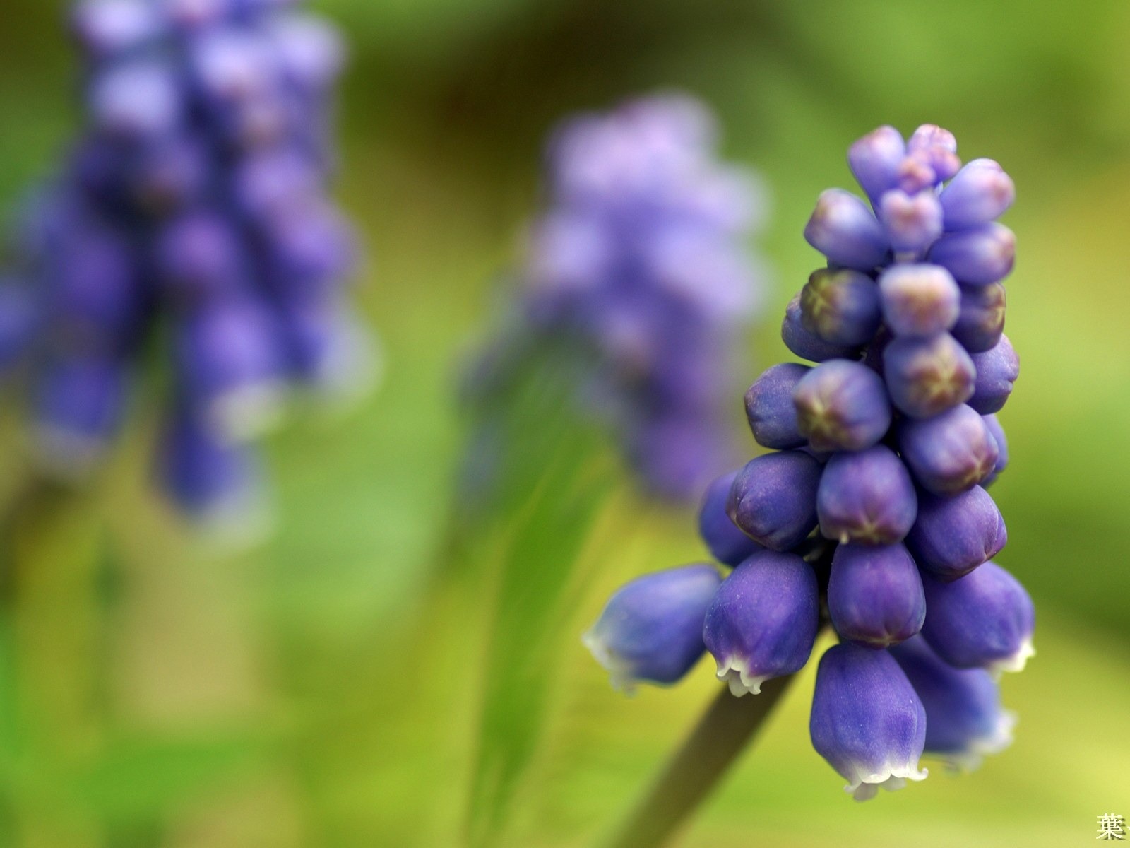 個人花卉攝影高清壁紙 #36 - 1600x1200