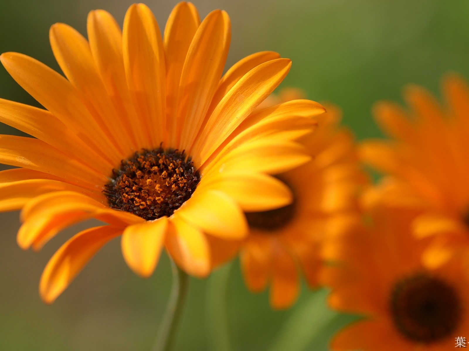 個人花卉攝影高清壁紙 #37 - 1600x1200