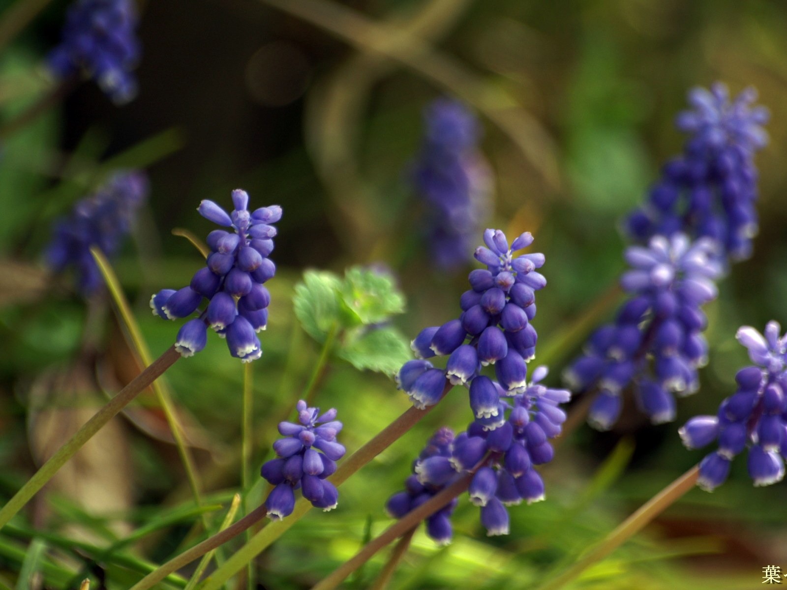 個人花卉攝影高清壁紙 #38 - 1600x1200