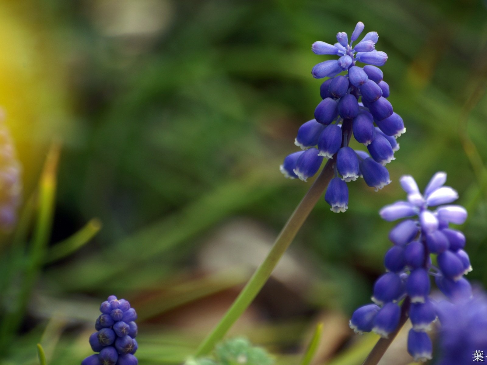 個人花卉攝影高清壁紙 #39 - 1600x1200