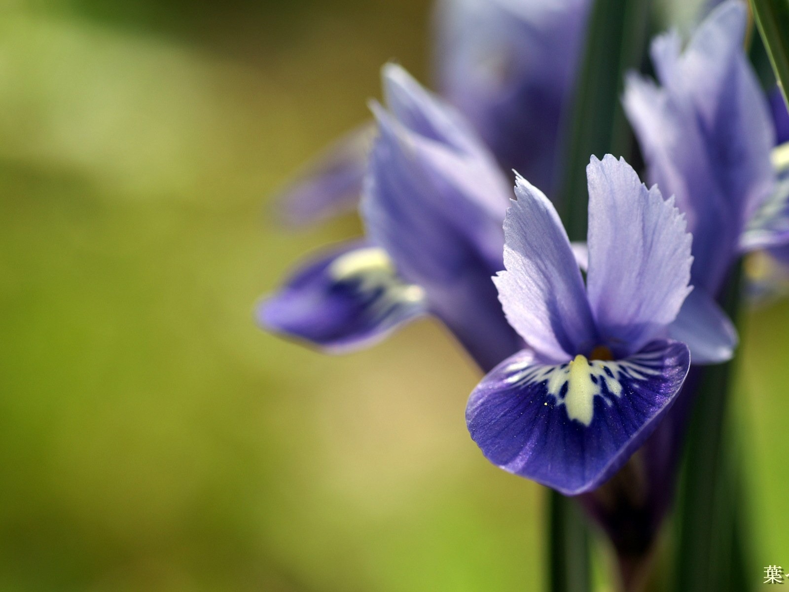 个人花卉摄影高清壁纸40 - 1600x1200