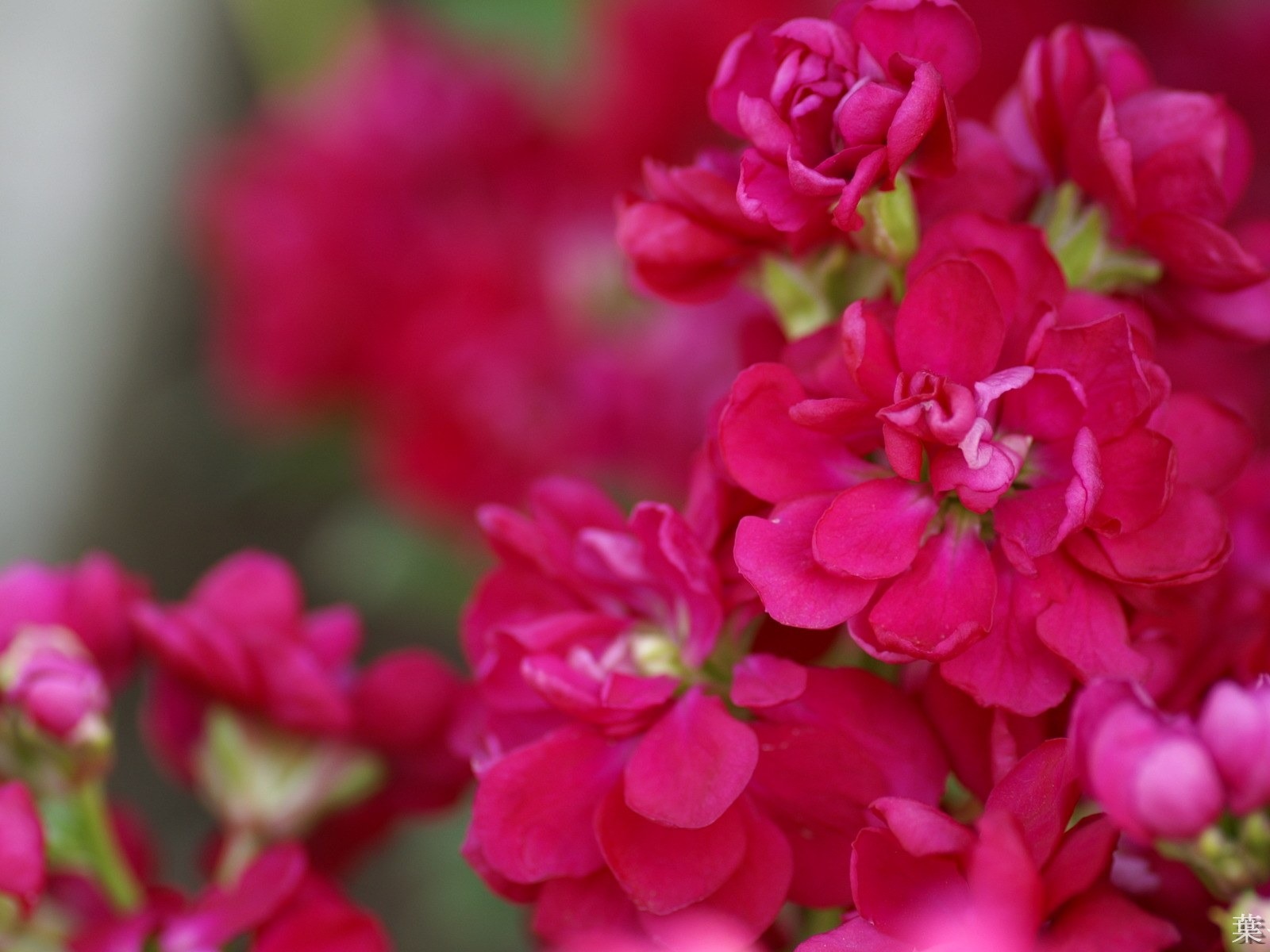 個人花卉攝影高清壁紙 #41 - 1600x1200