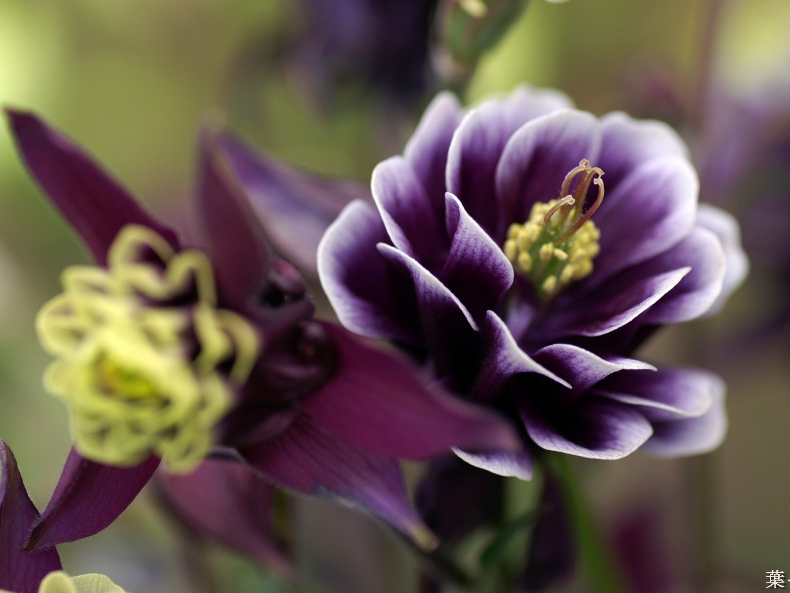 個人花卉攝影高清壁紙 #42 - 1600x1200