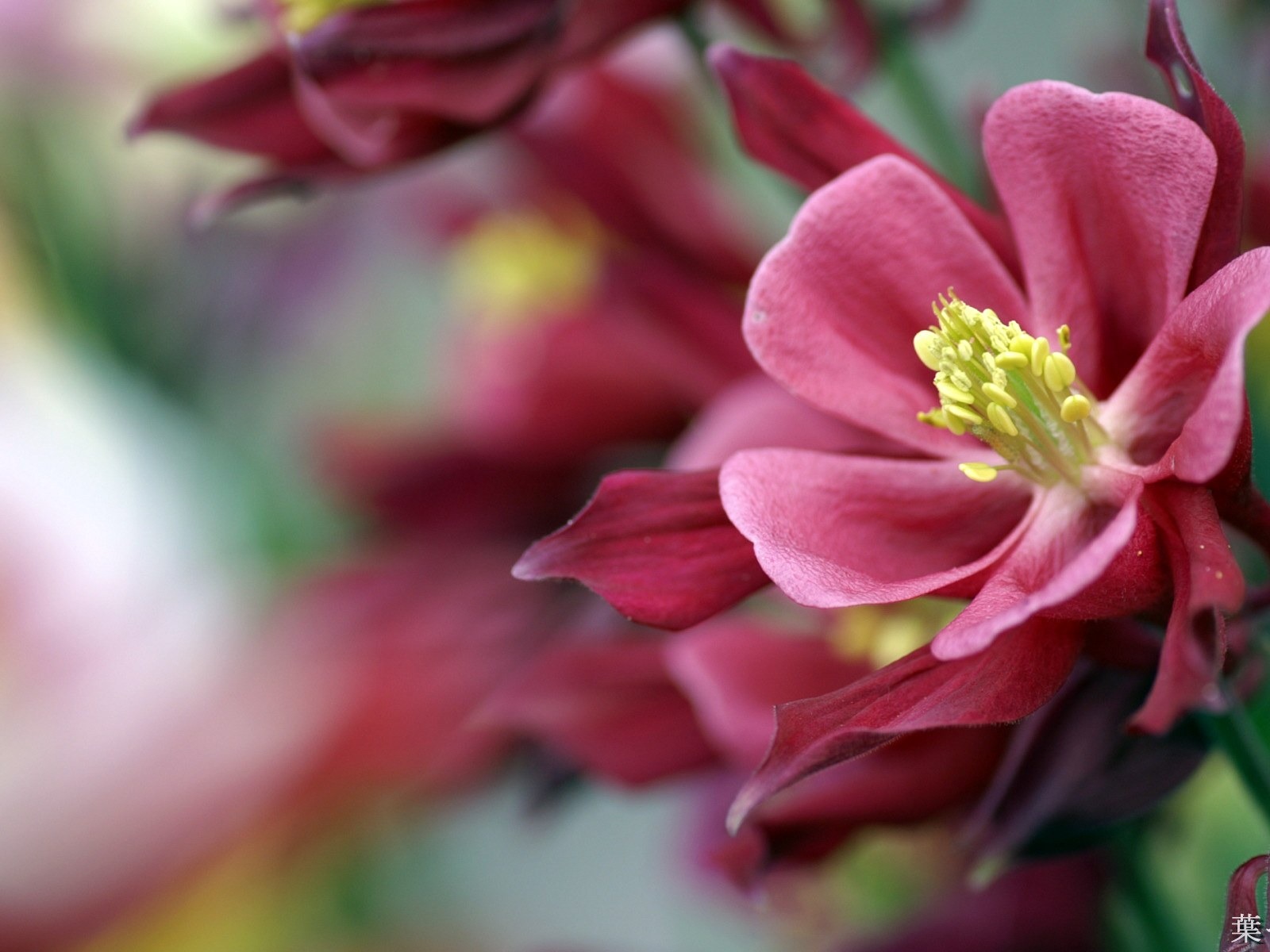 個人花卉攝影高清壁紙 #43 - 1600x1200