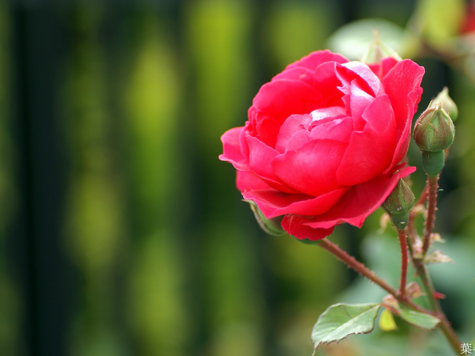 個人花卉攝影高清壁紙 #44 - 1600x1200