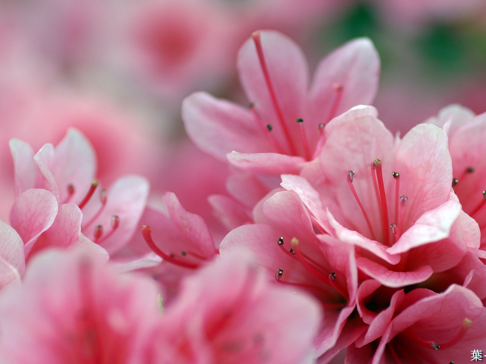 個人花卉攝影高清壁紙 #45 - 1600x1200