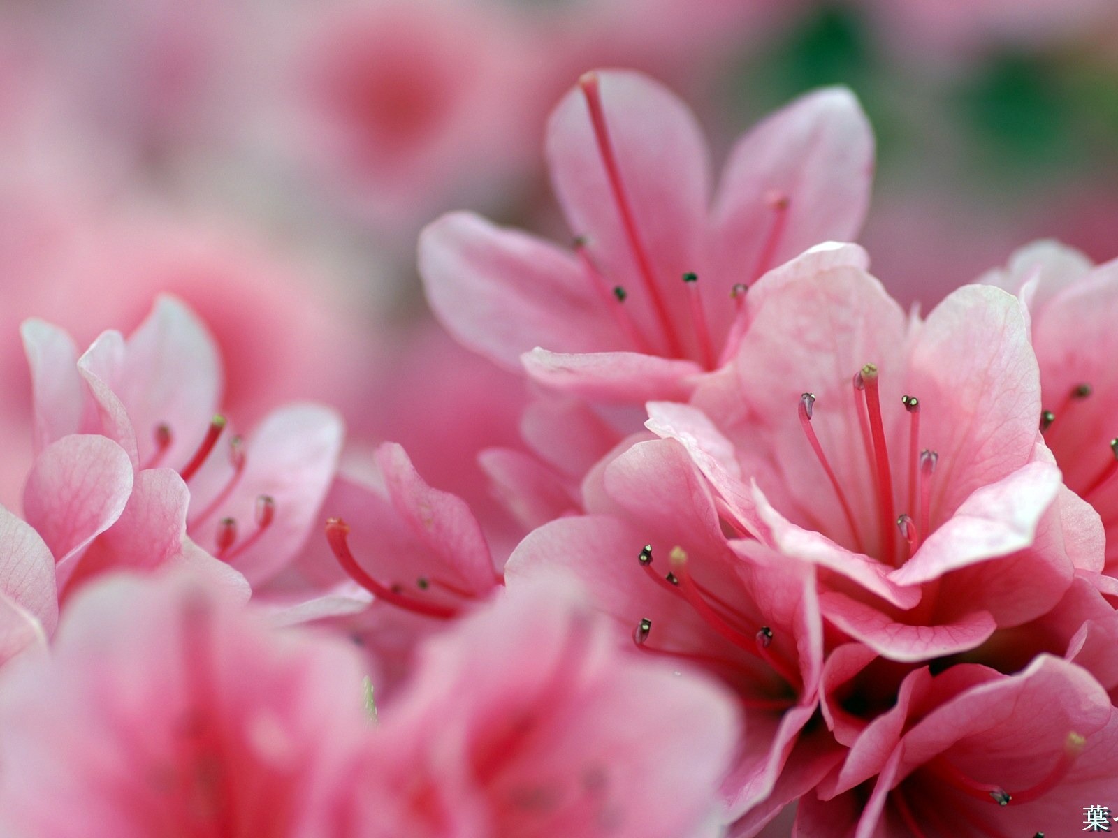 Fleurs personnel HD Wallpapers #45 - 1600x1200