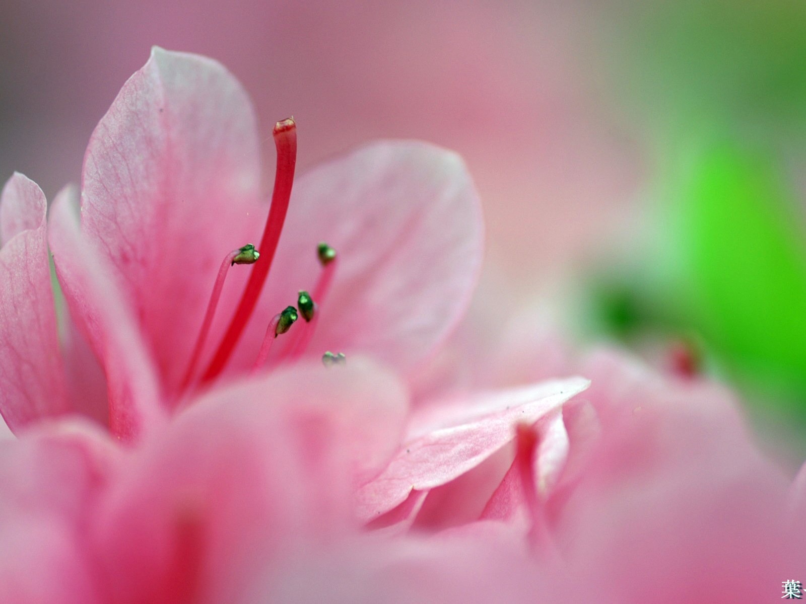 個人花卉攝影高清壁紙 #46 - 1600x1200
