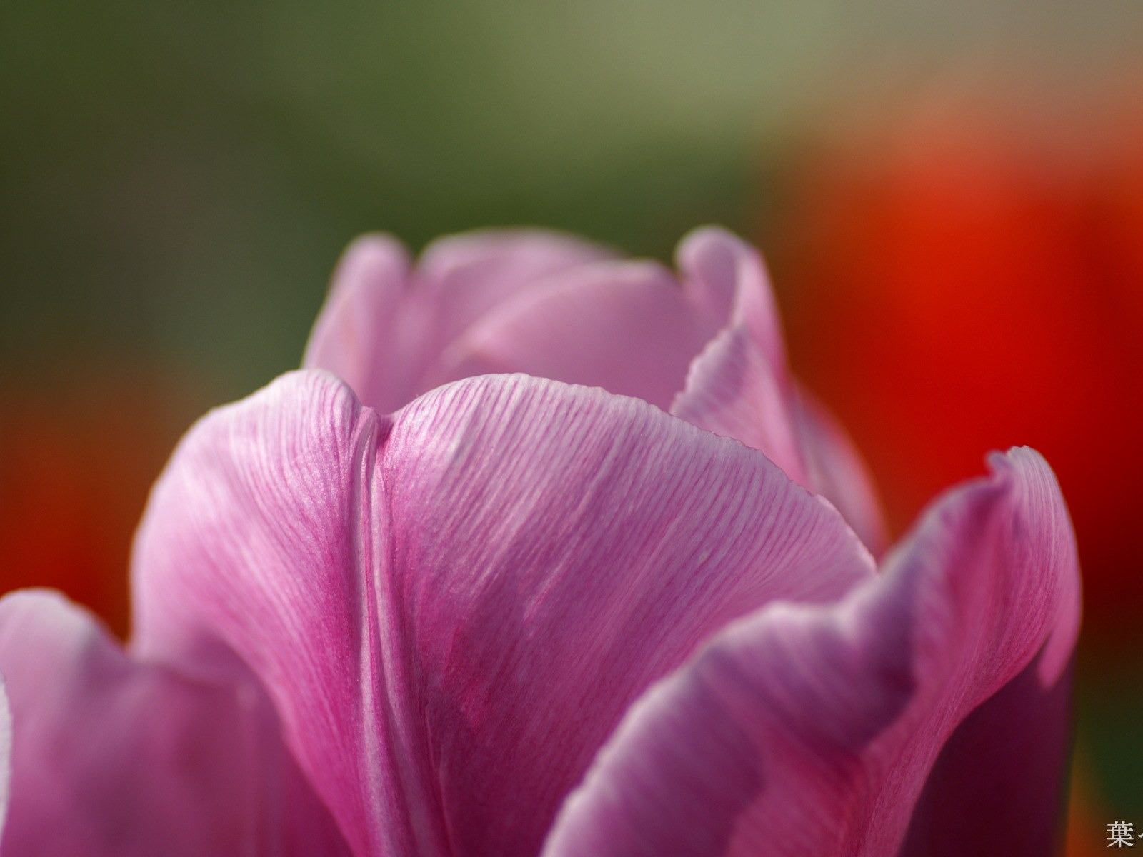 個人花卉攝影高清壁紙 #48 - 1600x1200