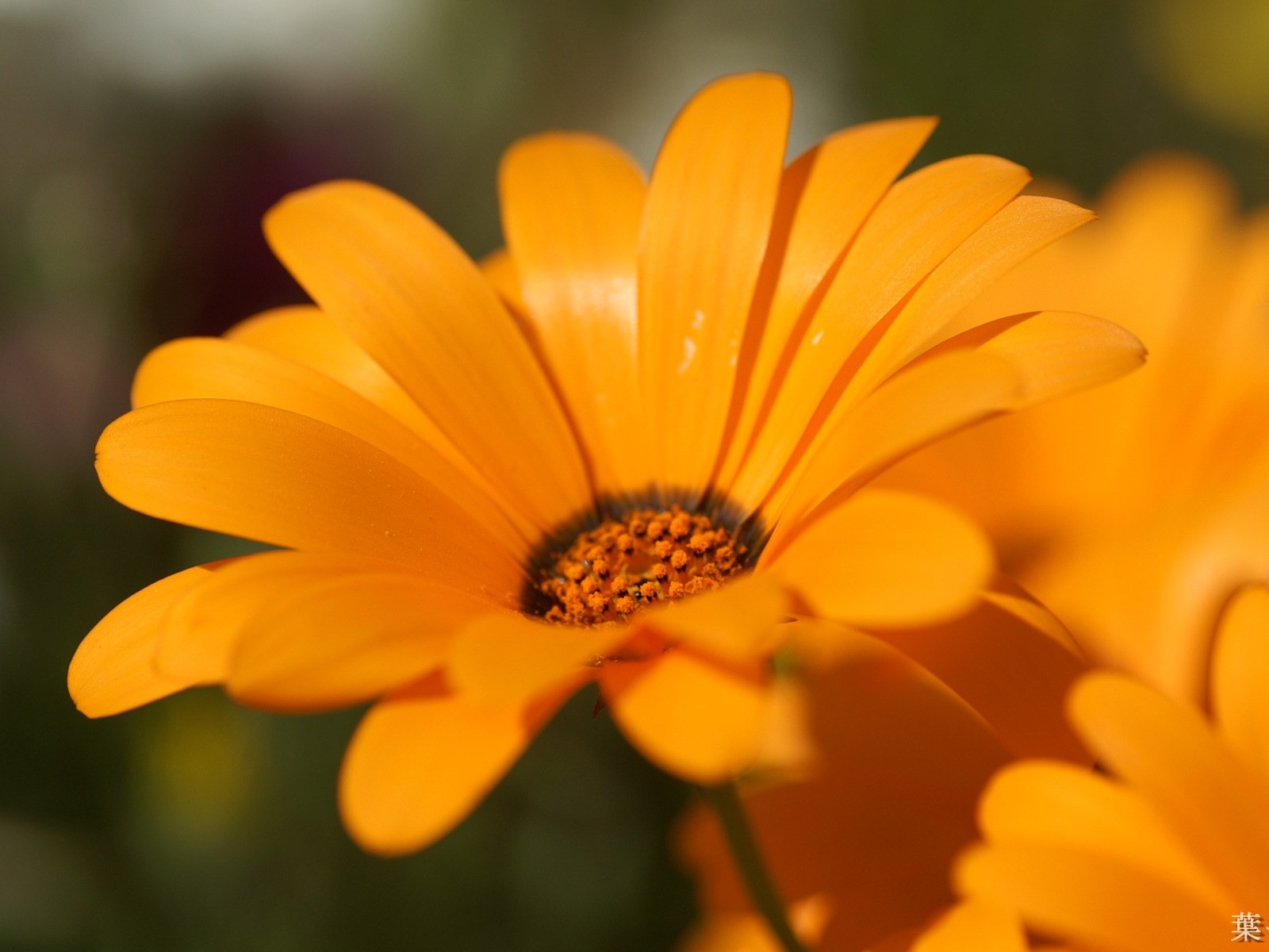 個人花卉攝影高清壁紙 #49 - 1600x1200