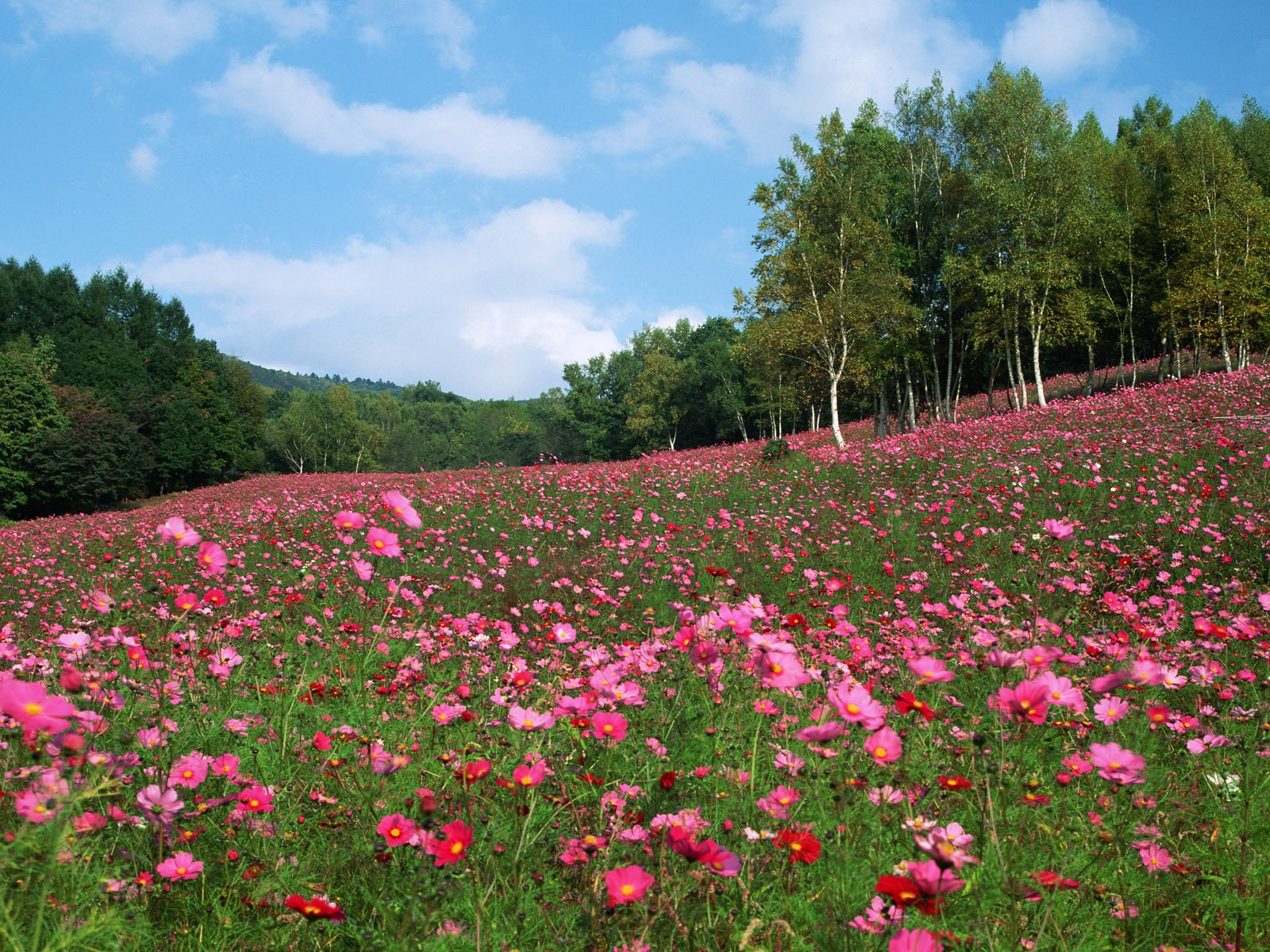 蓝天白云与鲜花壁纸1 - 1600x1200