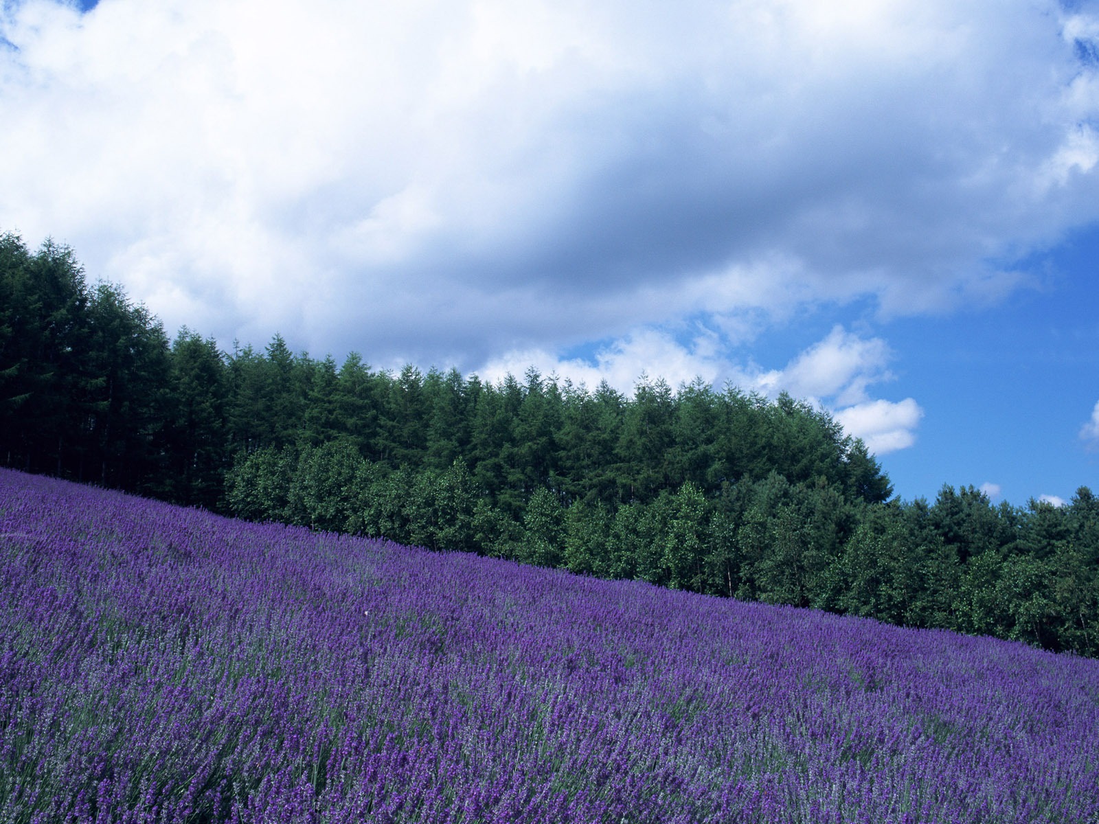 Blauer Himmel, weiße Wolken und Blumen Wallpaper #2 - 1600x1200