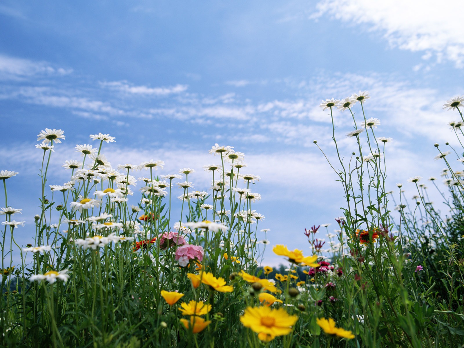 Blauer Himmel, weiße Wolken und Blumen Wallpaper #7 - 1600x1200