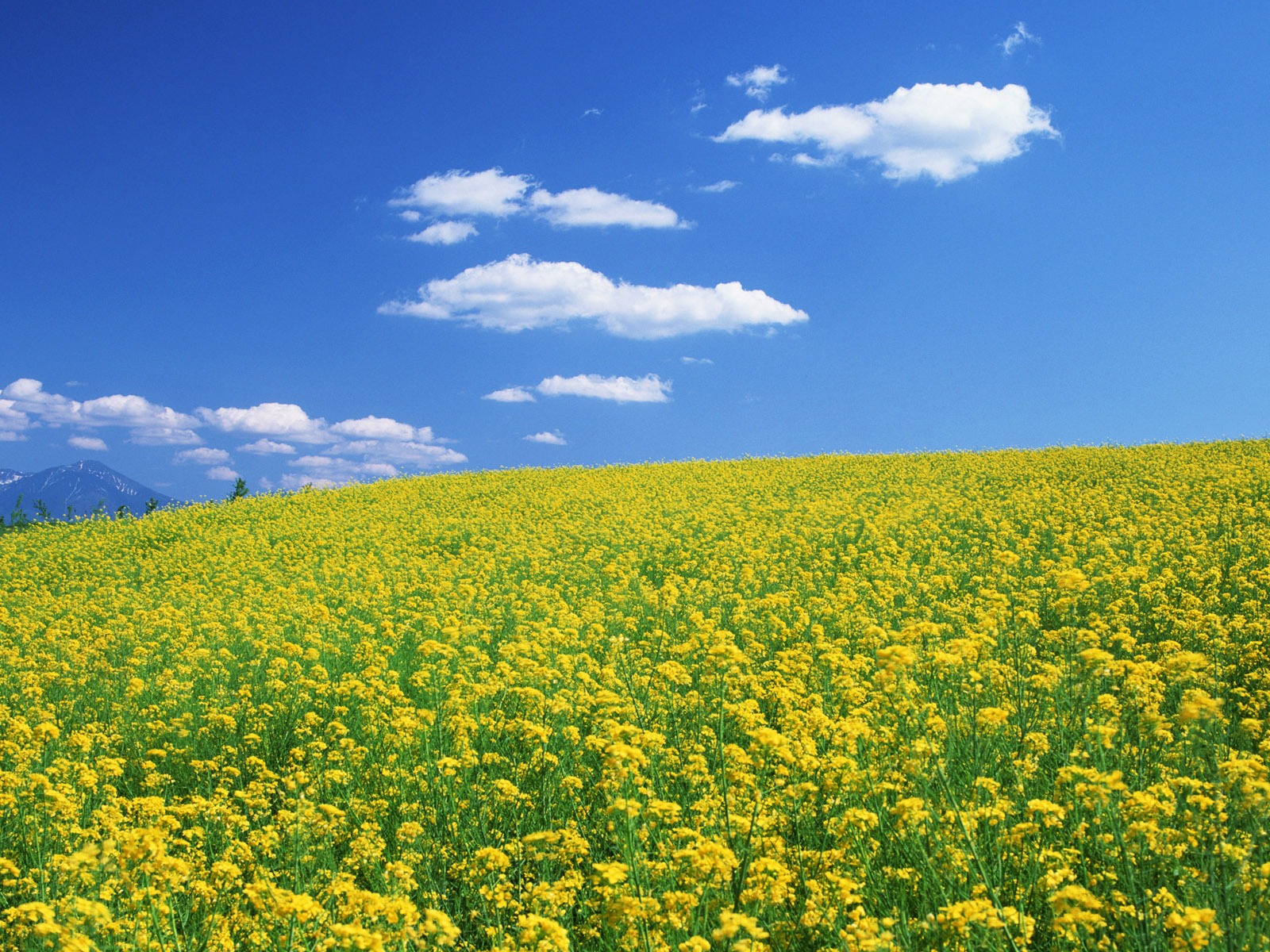 Blauer Himmel, weiße Wolken und Blumen Wallpaper #8 - 1600x1200