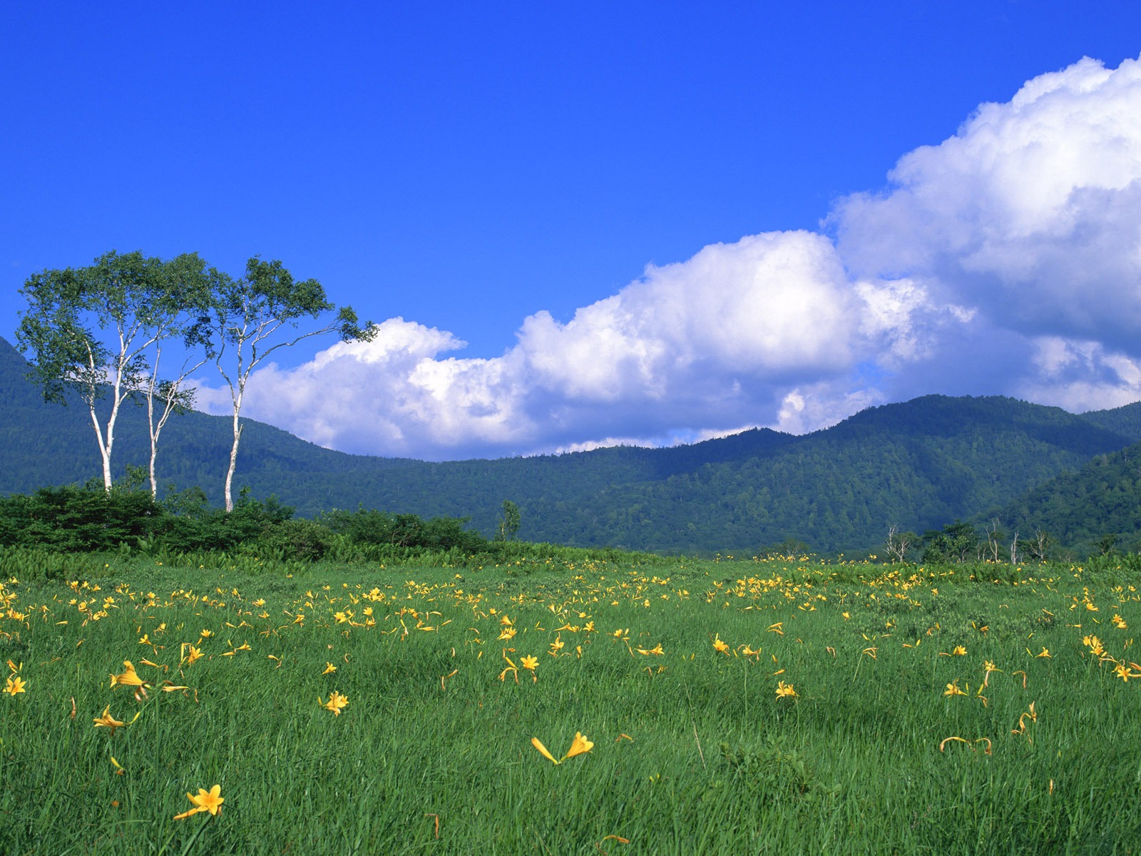 Blauer Himmel, weiße Wolken und Blumen Wallpaper #11 - 1600x1200