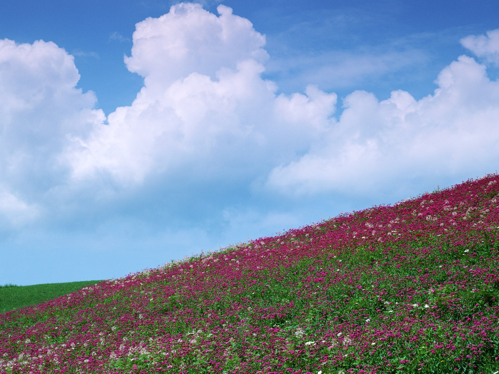 푸른 하늘에 흰 구름과 꽃 벽지 #13 - 1600x1200