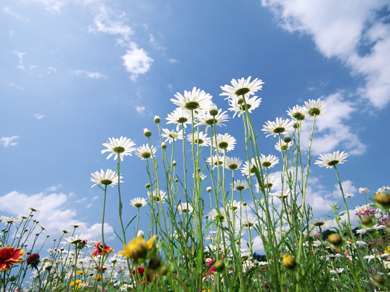 Blauer Himmel, weiße Wolken und Blumen Wallpaper #14 - 1600x1200