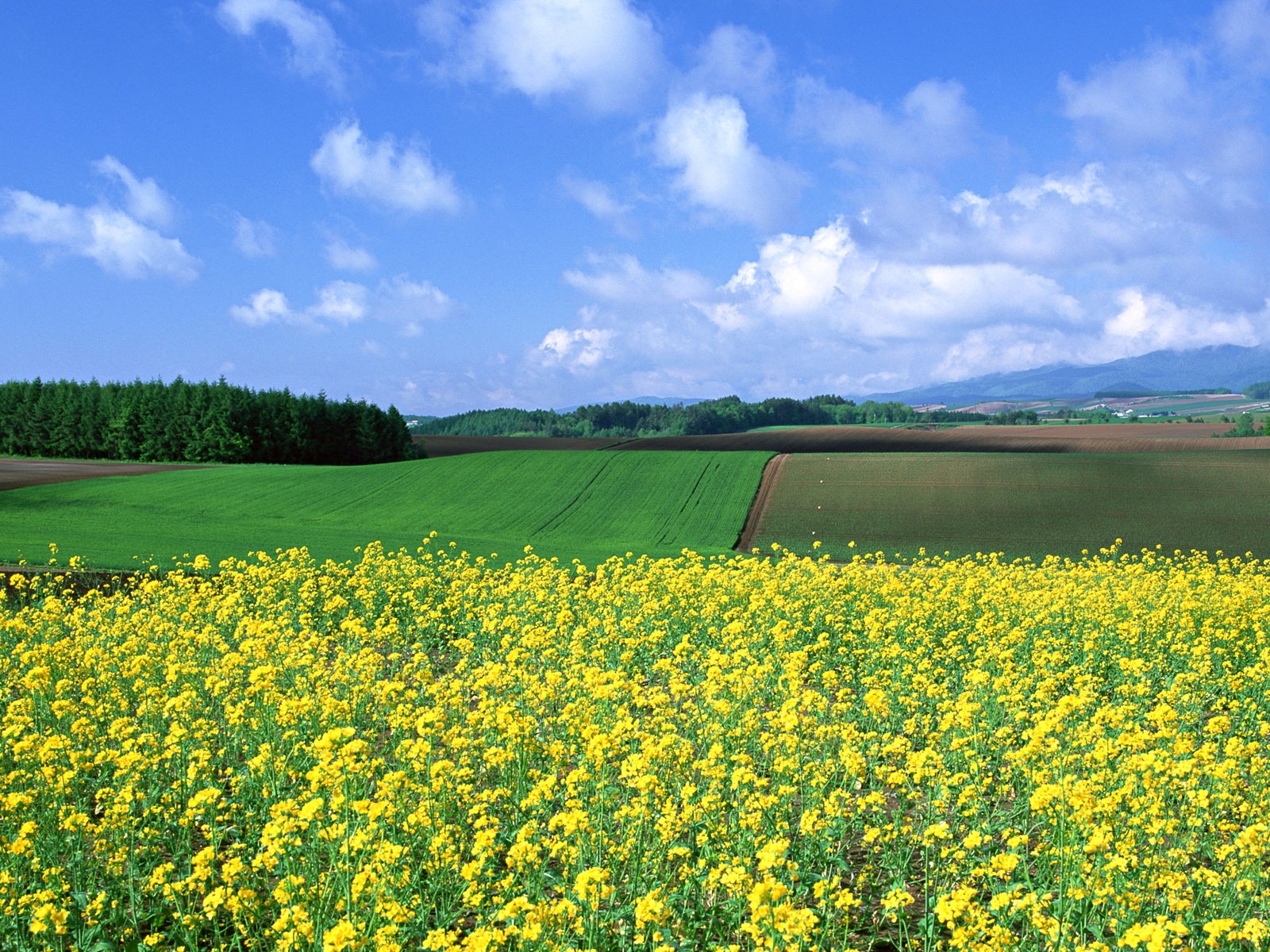 Blauer Himmel, weiße Wolken und Blumen Wallpaper #15 - 1600x1200