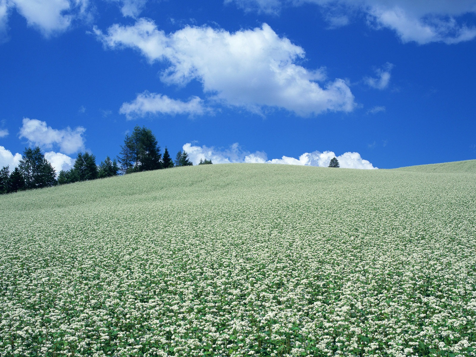 Blauer Himmel, weiße Wolken und Blumen Wallpaper #17 - 1600x1200