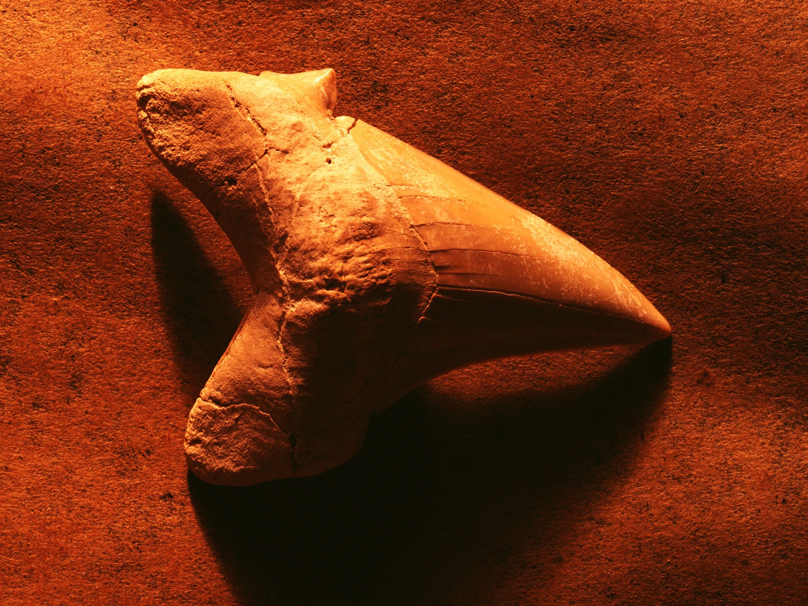 千年生物壁紙專輯(三) #5 - 1600x1200