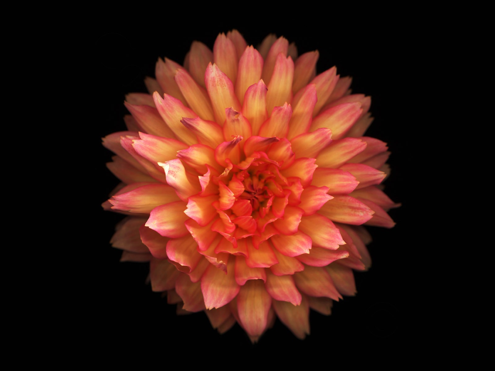 千年生物壁紙專輯(四) #6 - 1600x1200