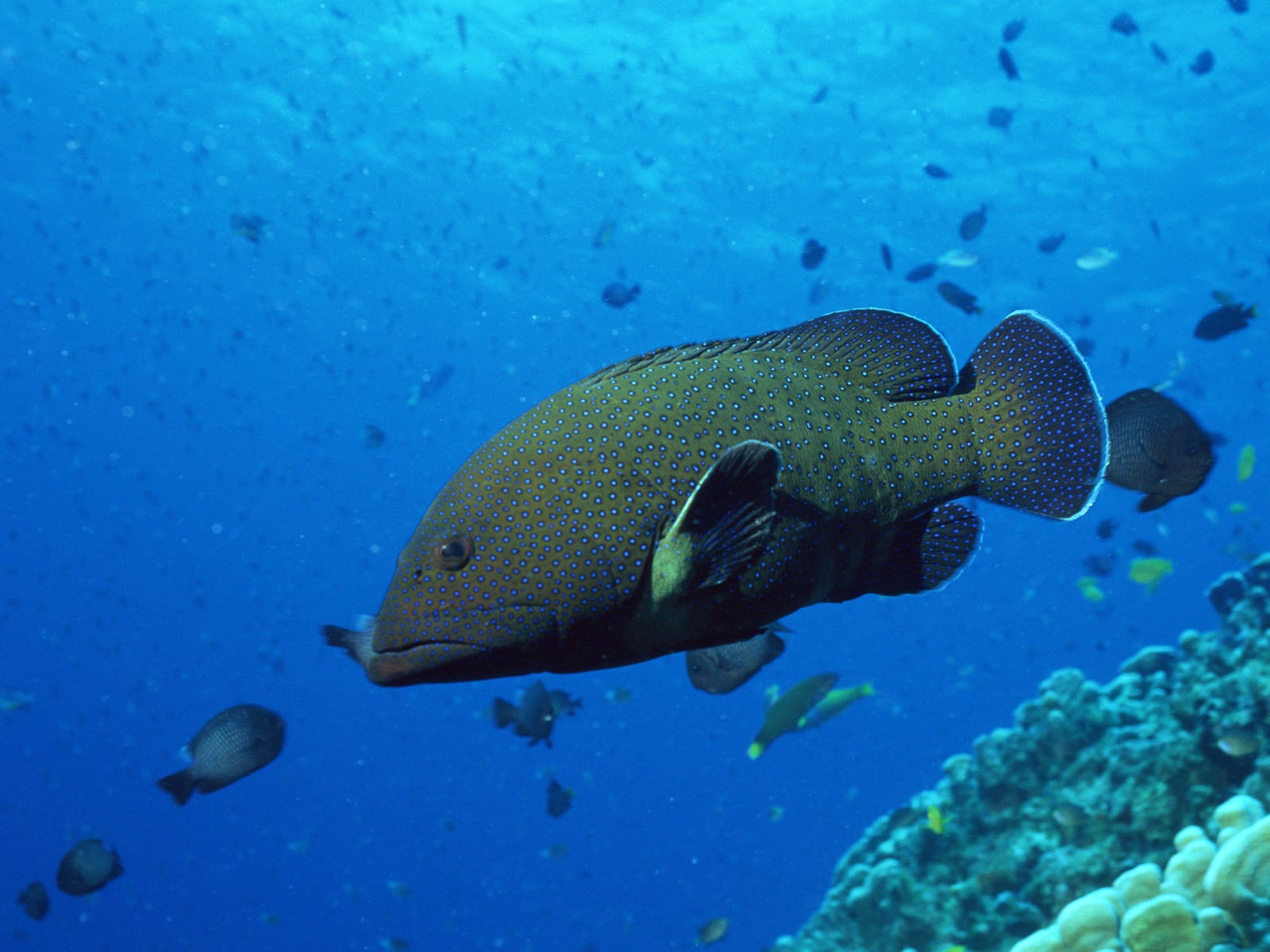Deep Blue Underwater World Wallpaper #5 - 1600x1200