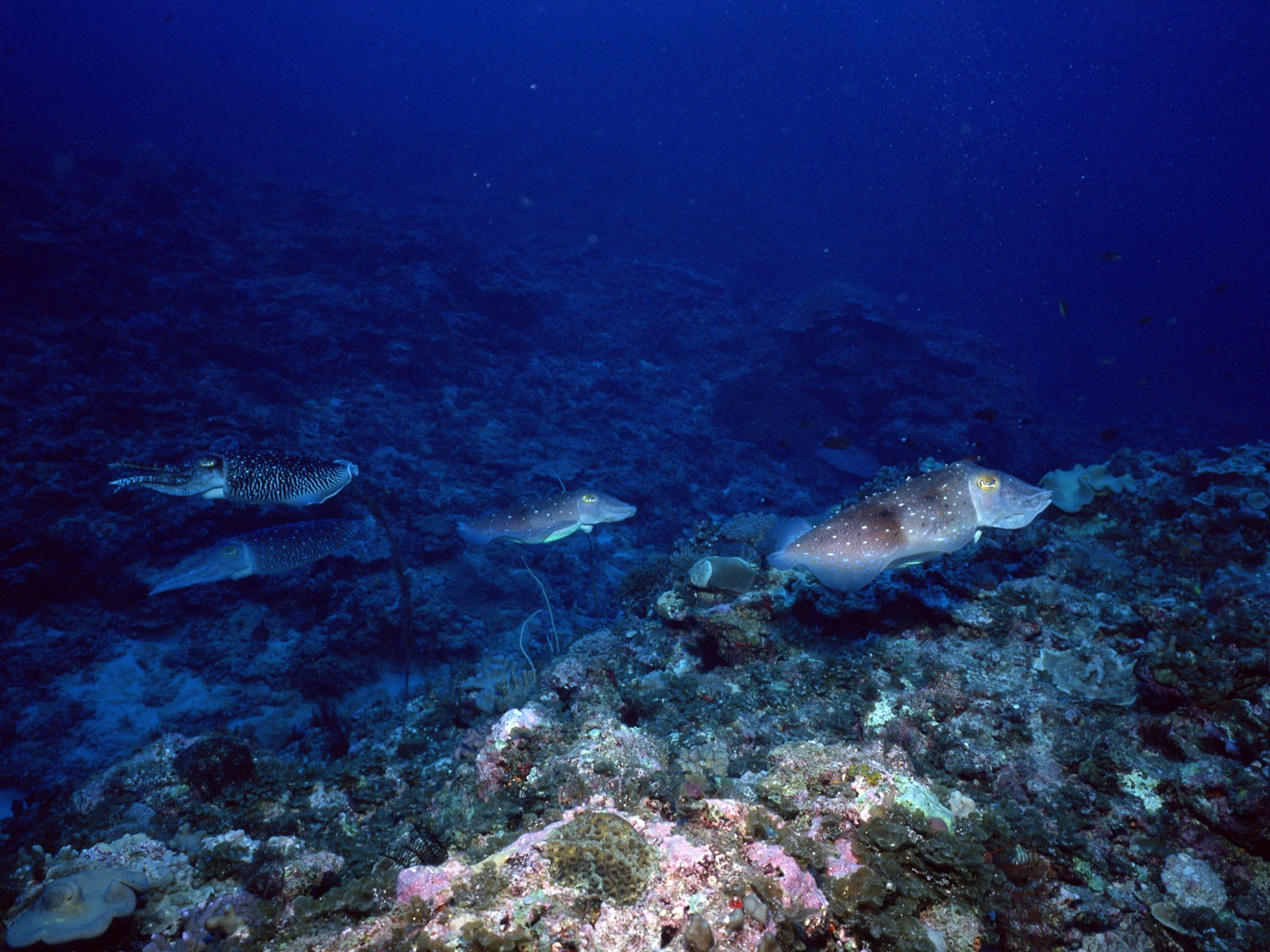 Deep Blue Underwater World Wallpaper #13 - 1600x1200