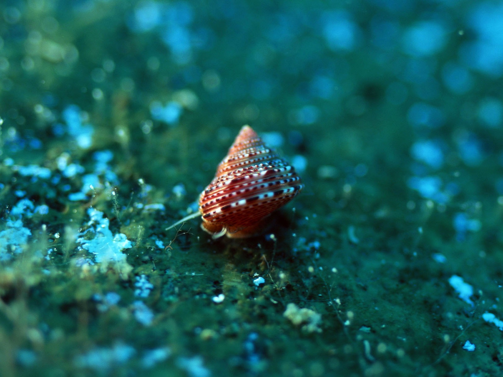 深藍海底世界壁紙 #21 - 1600x1200