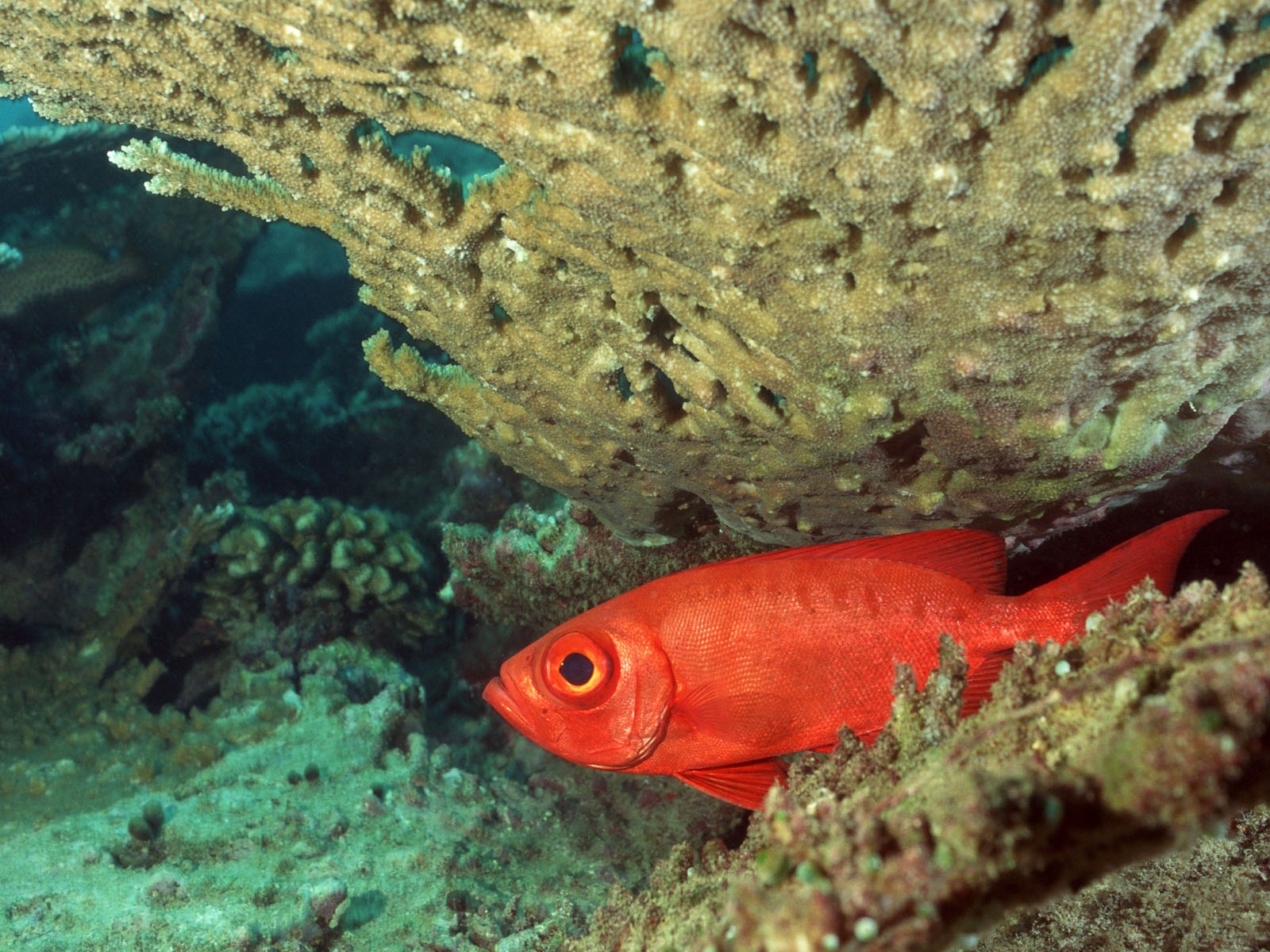 深藍海底世界壁紙 #26 - 1600x1200