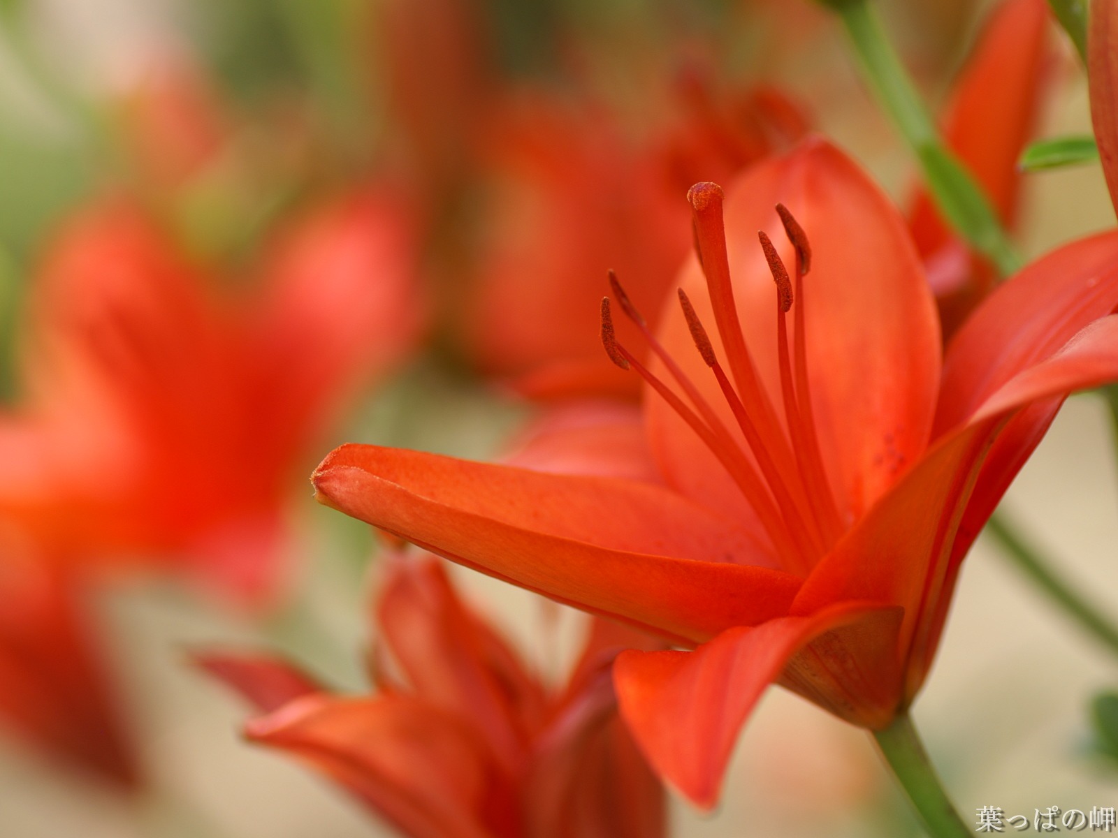 花卉攝影精美壁紙 #2 - 1600x1200