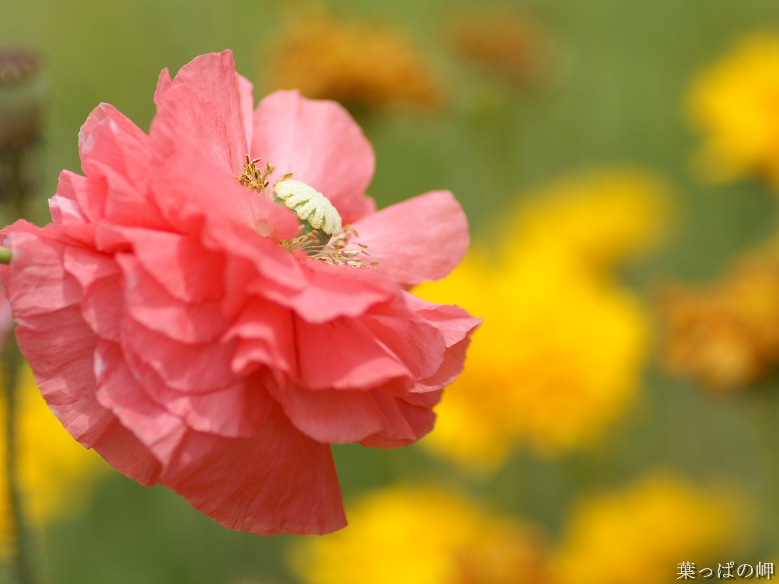 花卉攝影精美壁紙 #3 - 1600x1200