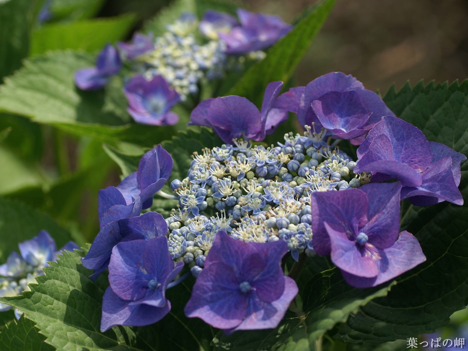 花卉摄影精美壁纸4 - 1600x1200