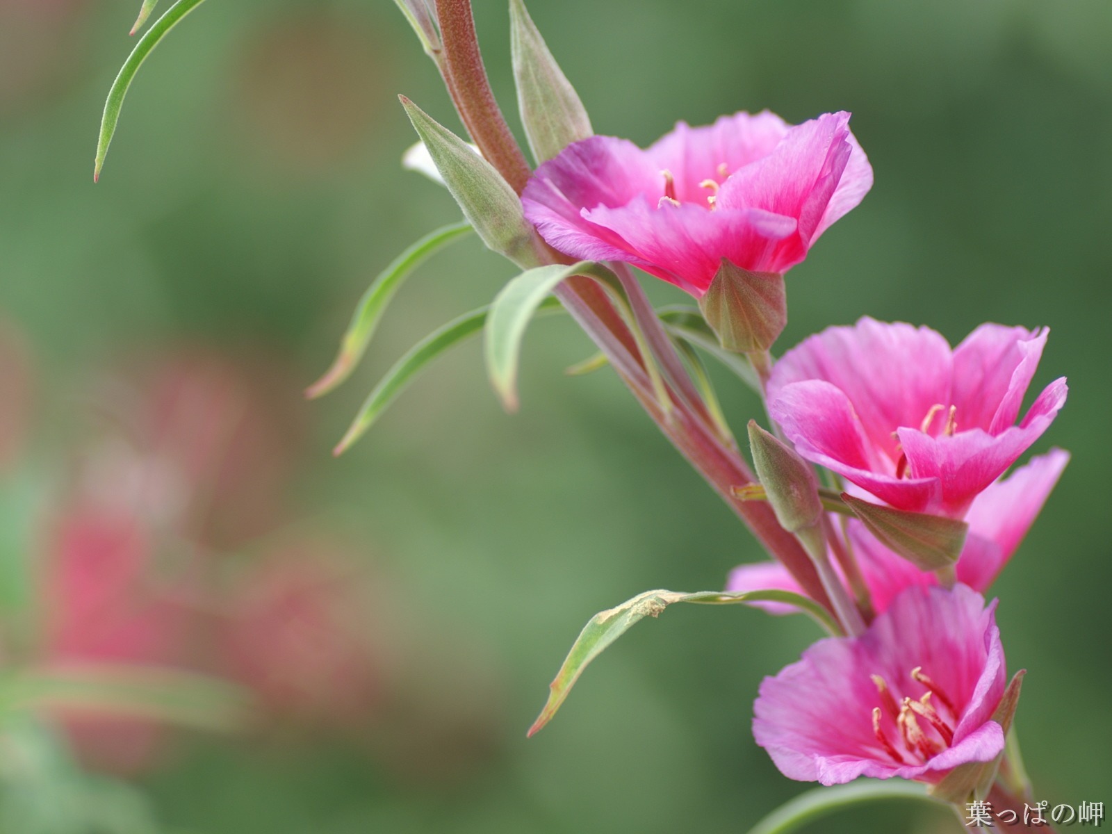 花卉攝影精美壁紙 #5 - 1600x1200