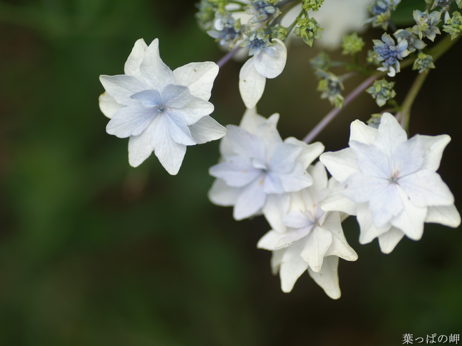 花卉攝影精美壁紙 #6 - 1600x1200