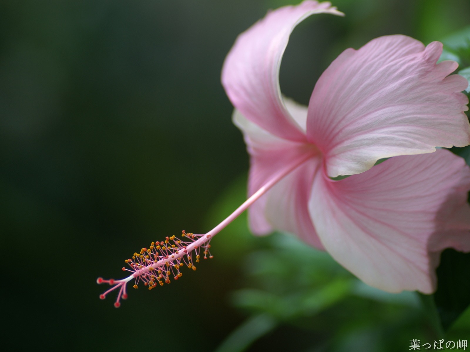 花卉摄影精美壁纸29 - 1600x1200