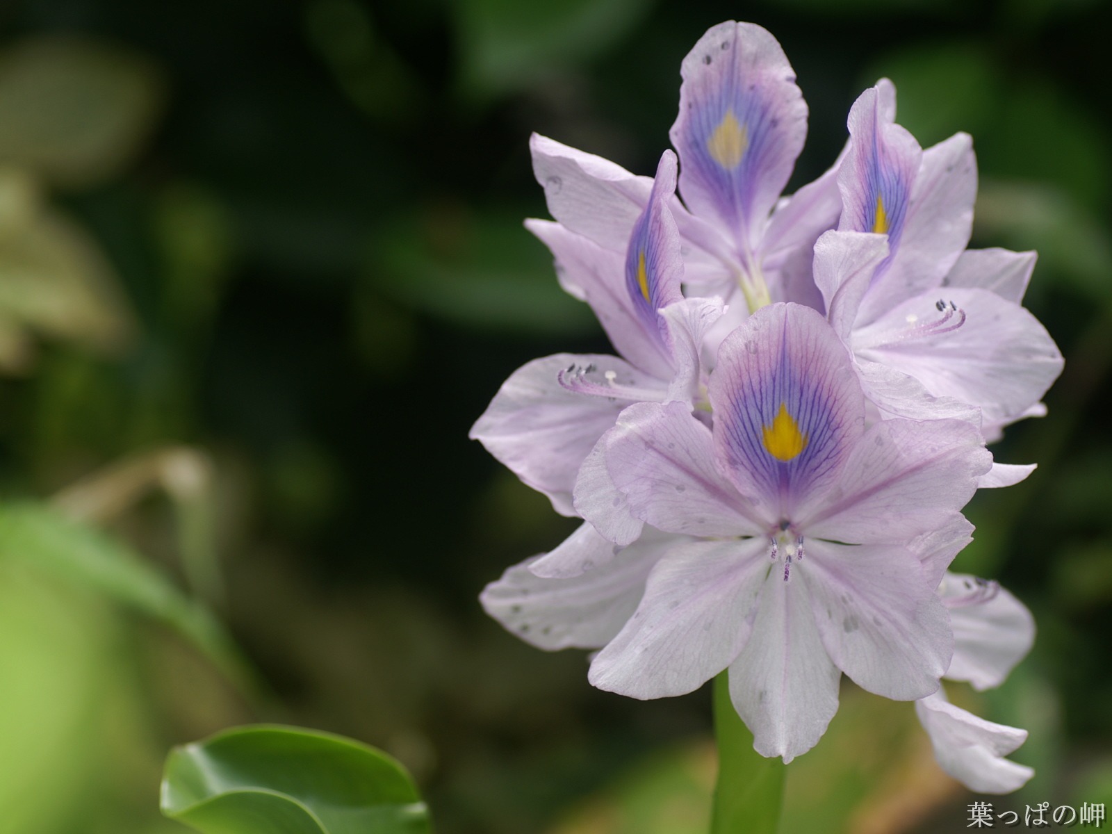 花卉攝影精美壁紙 #30 - 1600x1200