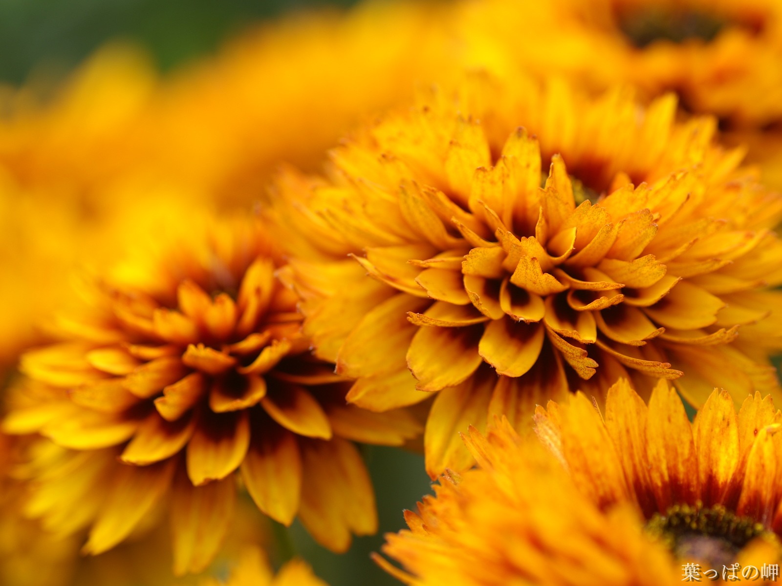 Exquisite Flowers Wallpapers #31 - 1600x1200