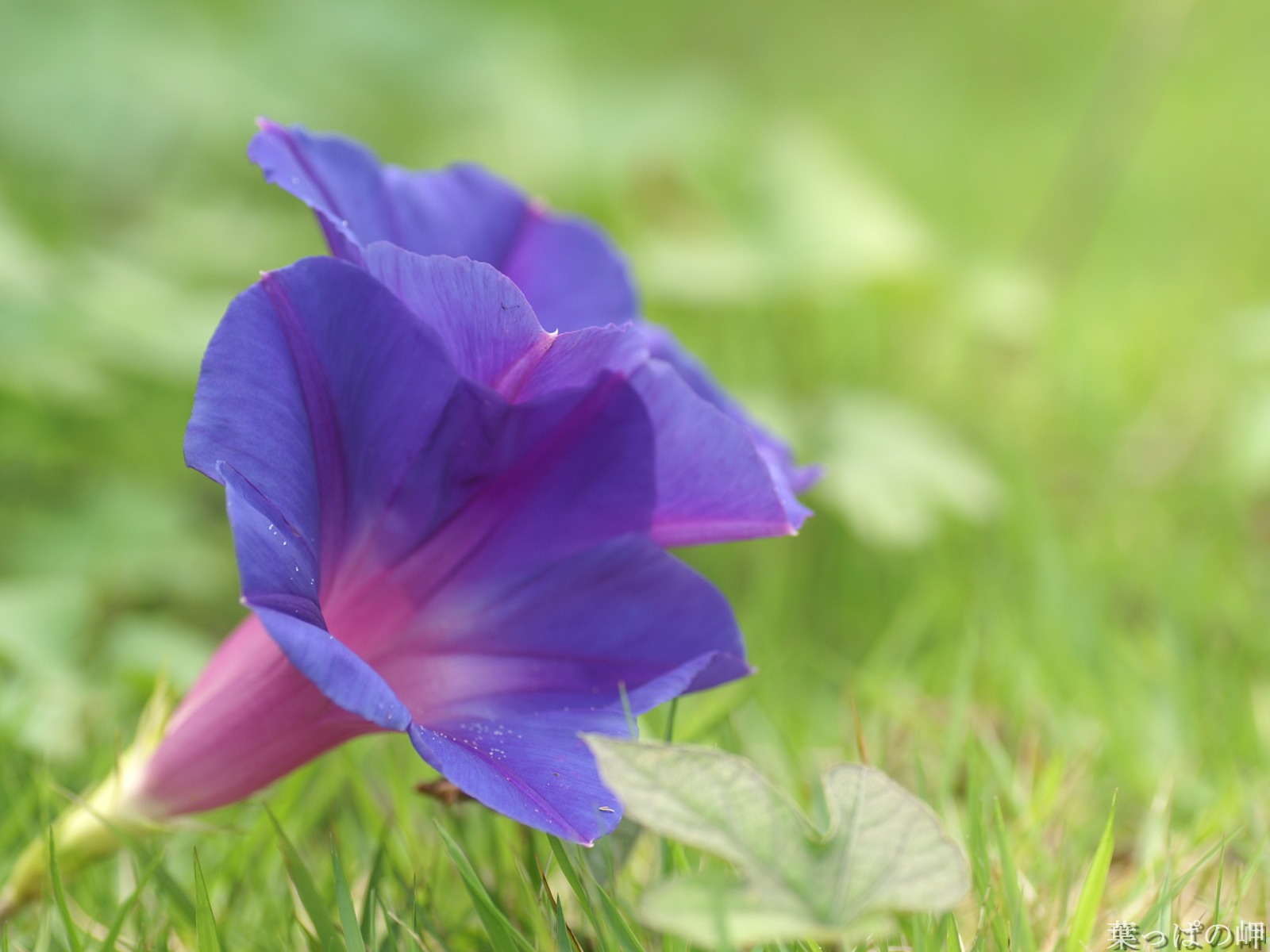 花卉攝影精美壁紙 #33 - 1600x1200