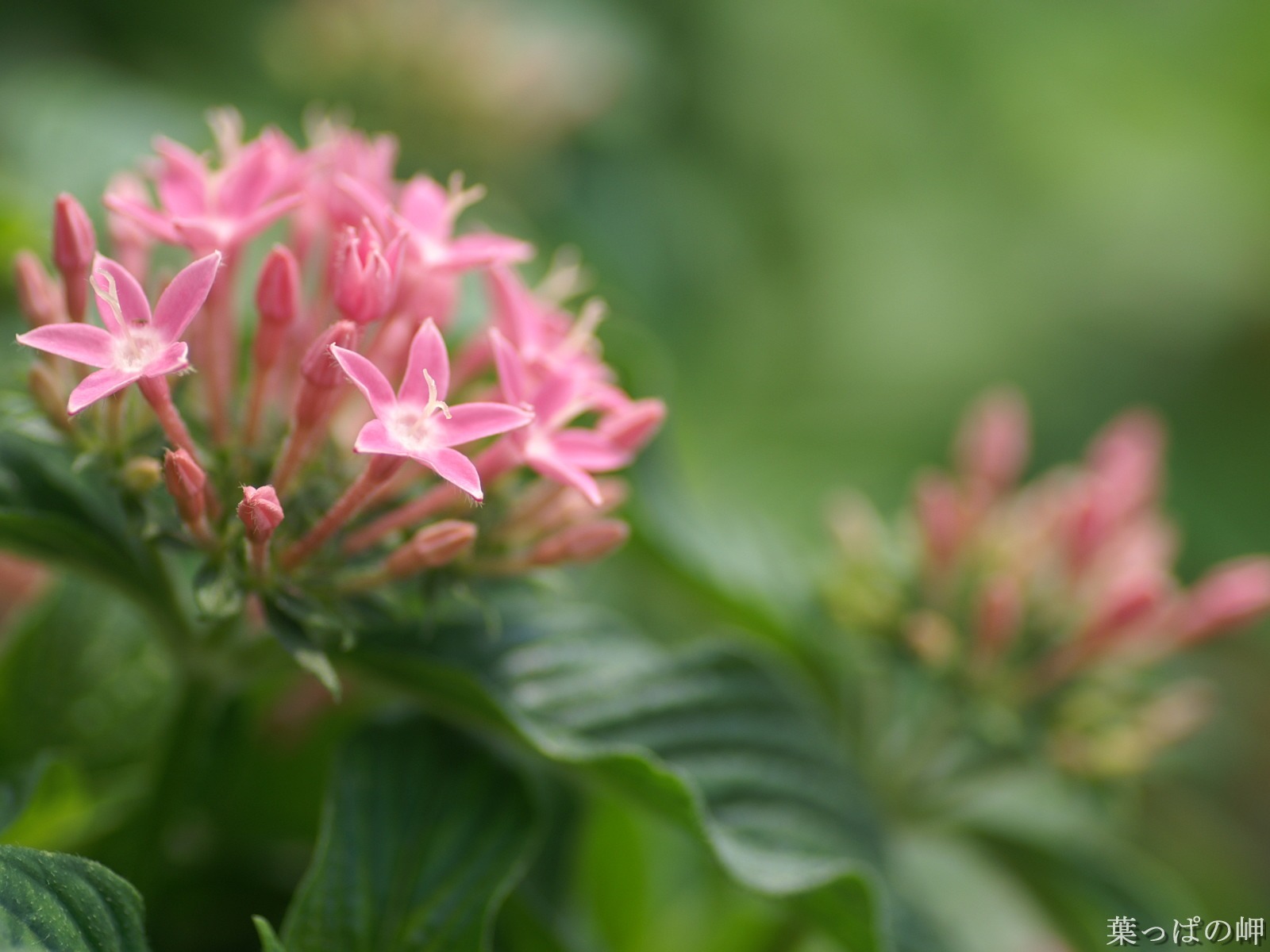 花卉攝影精美壁紙 #34 - 1600x1200