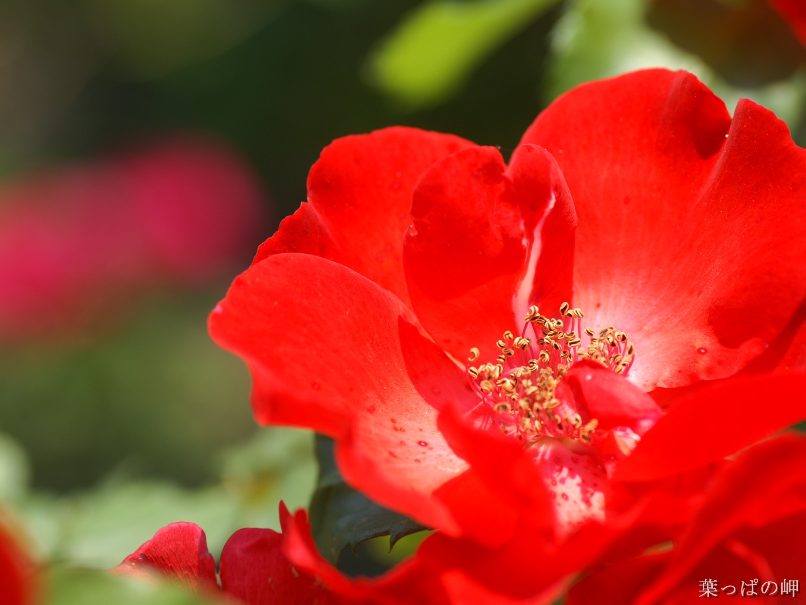 花卉攝影精美壁紙 #37 - 1600x1200
