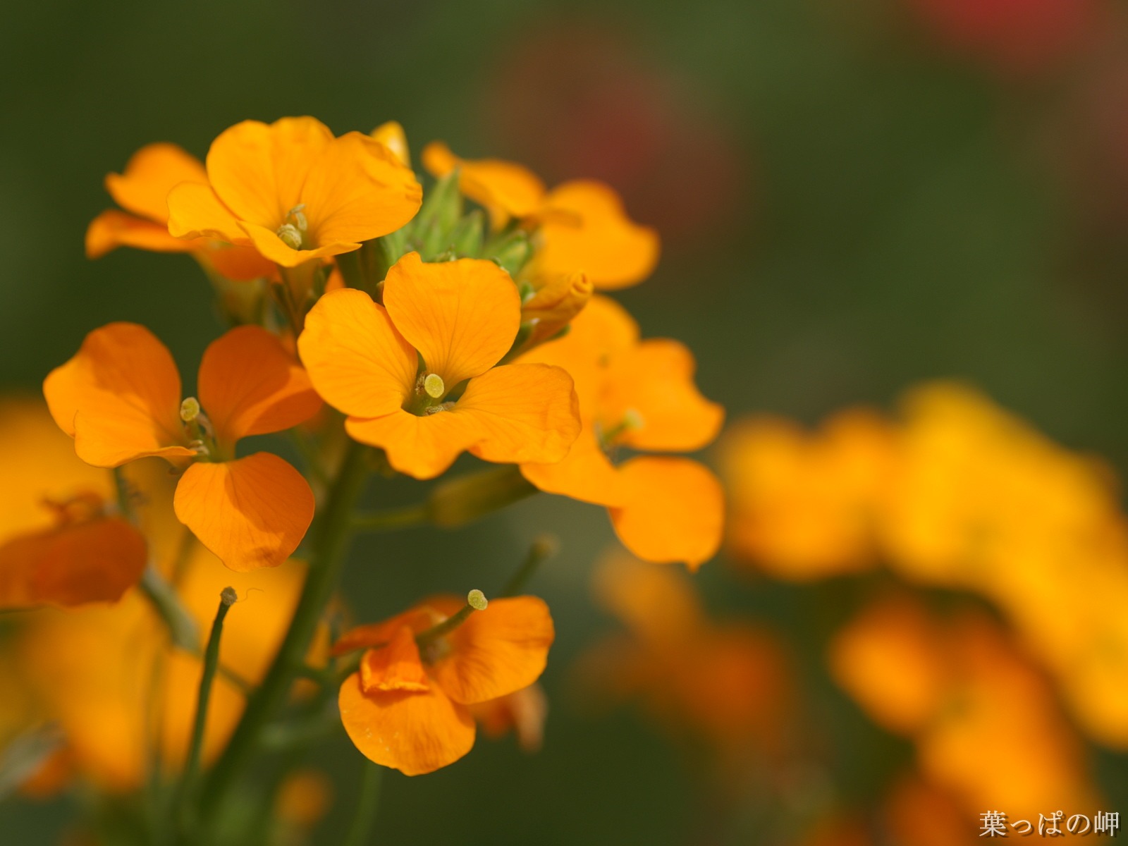 花卉攝影精美壁紙 #40 - 1600x1200