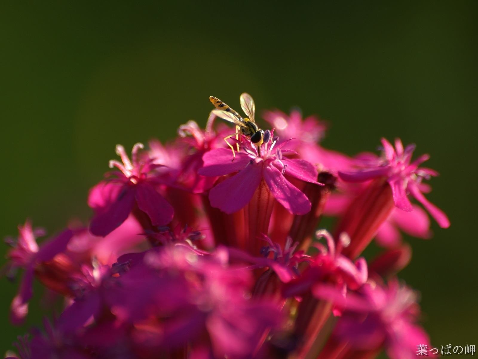 花卉攝影精美壁紙 #41 - 1600x1200