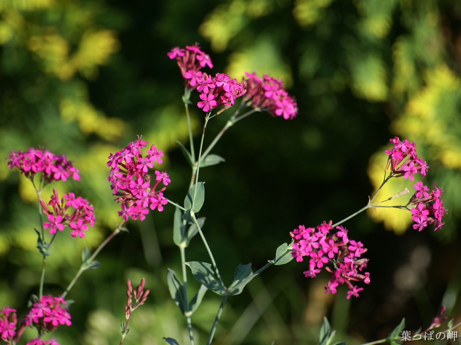 절묘한 꽃 배경 화면 #42 - 1600x1200